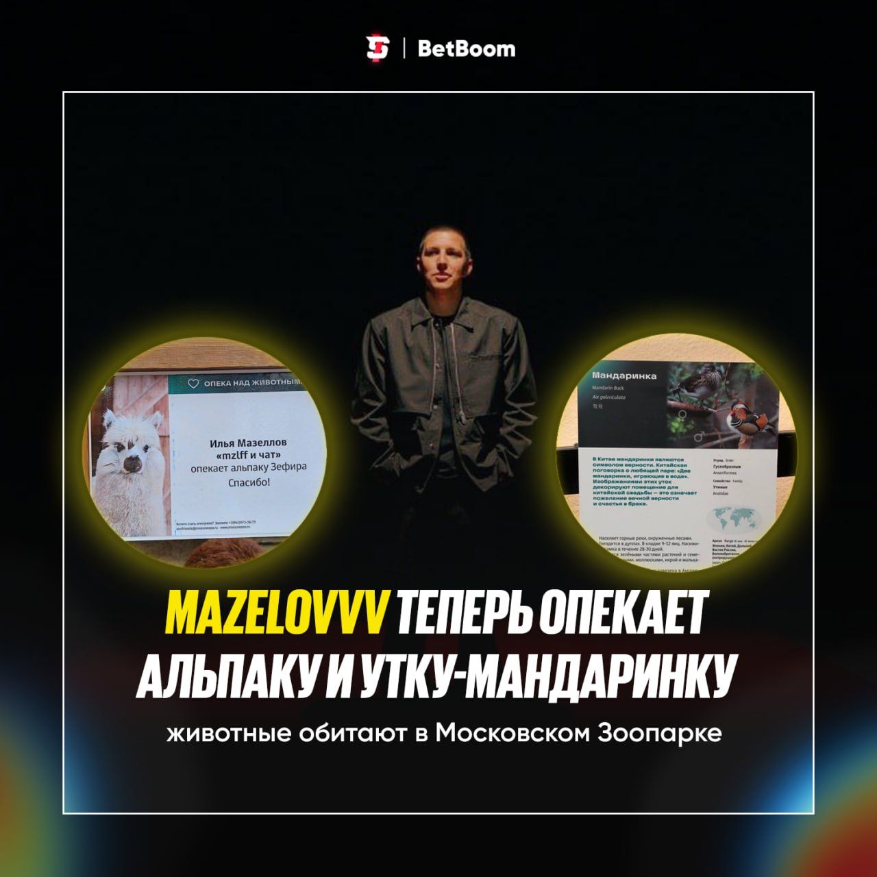 Mazellovvv стал опекуном альпаки и утки-мандаринки в Московском зоопарке