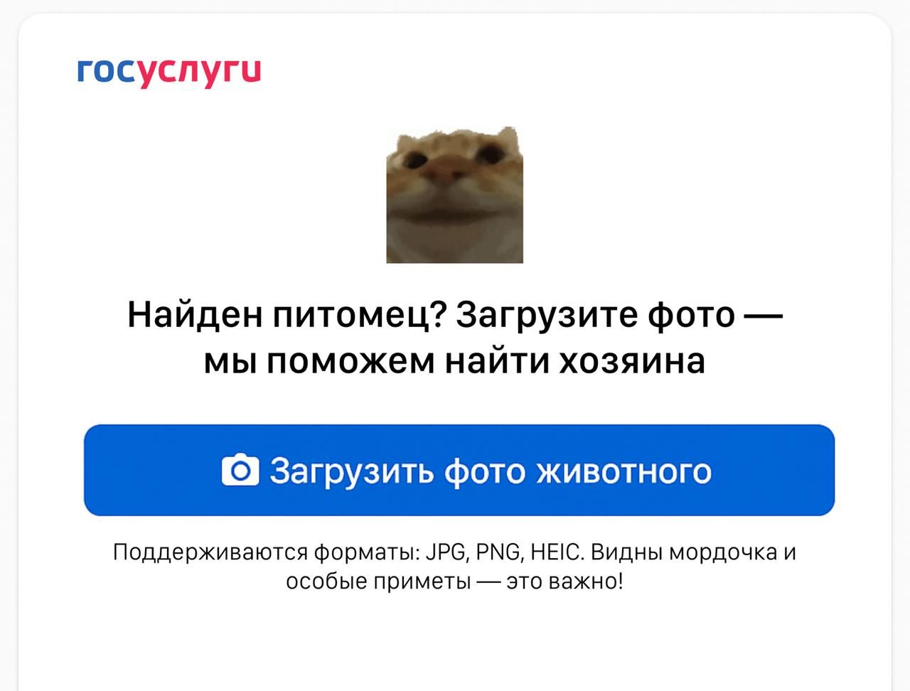 Госуслуги внедряют ИИ для поиска потерявшихся животных